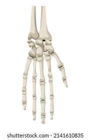icono de anatomía de huesos humanos de mano