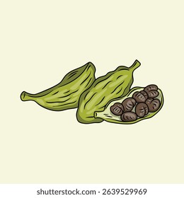 Hand Illustration of Cardamom Fruit Spice