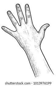 Hand illustration, drawing, engraving, ink, line art, vector