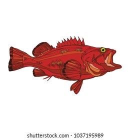 Hand Illustration of Rockfish