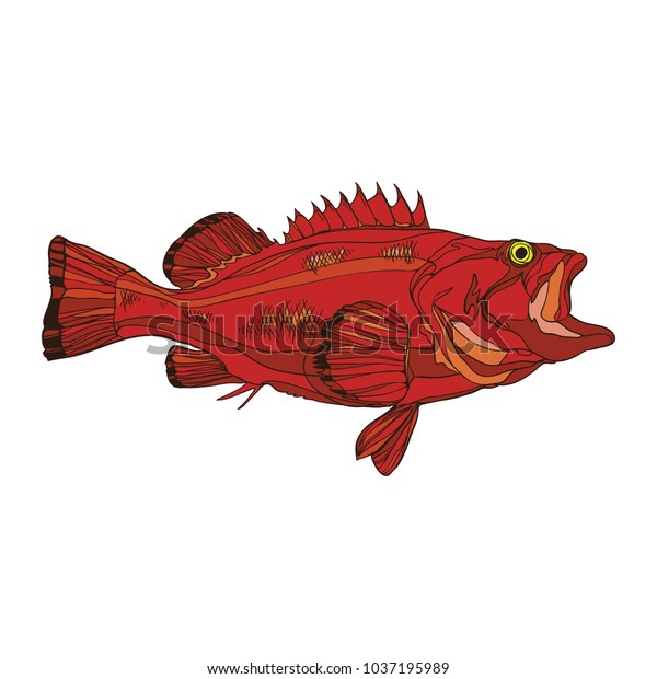 Hand Illustration Rockfish Stock Vector (Royalty Free) 1037195989