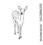 Hand ink drawing of a young sika deer isolated on white background, in a standing pose. Fawn, forest animal, vector illustration.