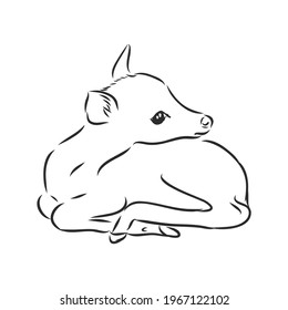 Hand ink drawing of a young sika deer isolated on white background, in a standing pose. Fawn, forest animal, vector illustration.