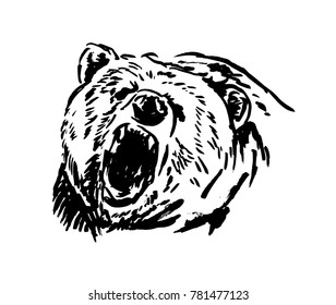 Hand ink sketch head bear. Vector illustration
