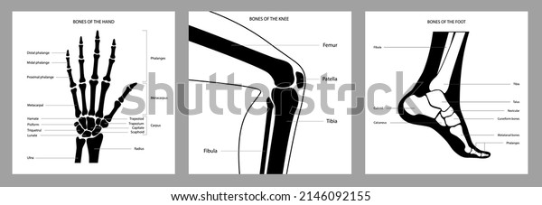 Hand, knee and\
foot bone anatomy poster. Descriptions of the human bones. Medical\
anatomical poster for clinic or education. X ray flat vector\
illustration of the wrist and\
leg