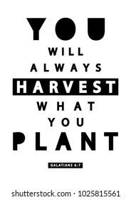 Hand lettering You Will Always Harvest What You Plant on white background. Bible quote. Modern calligraphy. Motivational inspirational quote.