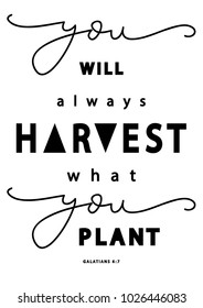 Hand lettering You Will Always Harvest What You Plant on white background. Bible quote. Modern calligraphy. Motivational inspirational quote.