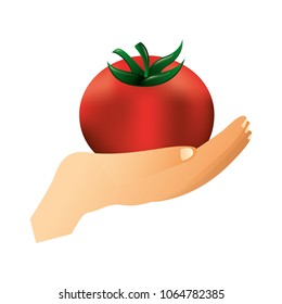 hand lifting fresh tomato