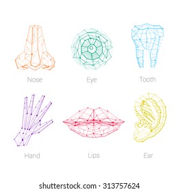 Hand Lips Eye Tooth Ear Nose Color Polygonal Carcass Organs 