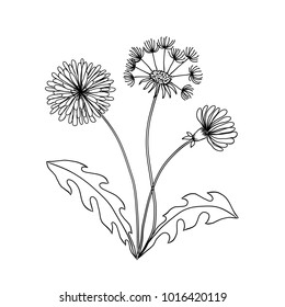 Hand made field flower dandelion
