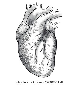 265,647 Human heart hands Images, Stock Photos & Vectors | Shutterstock