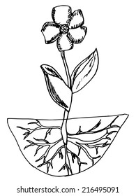 hand made illustration, flower, root system, Doodle 