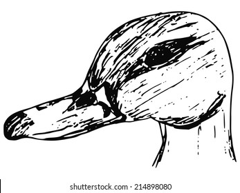 hand made illustration of a series of birds, duck