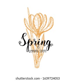 Hand made lettering - spring is coming soon. Vintage hand drawn crocus. Sketch. Spring flowers. Vector engraving illustration. 