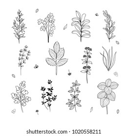 Hand made set of field plants and herbs  