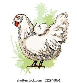 Hand made sketch of chicken. Vector illustration.