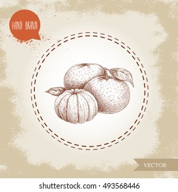 Hand made sketch mandarin composition with leafs and peeled mandarin. Vintage style illustration of tangerine with leaf. Eco food vector artwork.