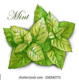 Hand made sketch of mint leaves
