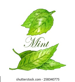 Hand made sketch of mint leaves