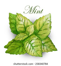 Hand made sketch of mint leaves