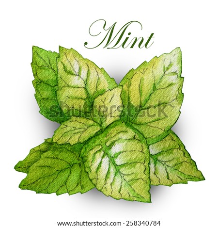 Hand Made Sketch Mint Leaves Stock Vector (Royalty Free) 258340784