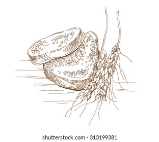 Hand made sketch of spikes and bread. Vector illustration. Usage on bakery theme.