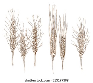 Hand made sketch of spikes and bread. Vector illustration. Usage on bakery theme.