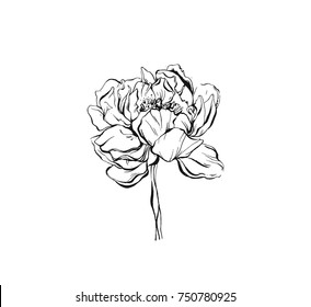 Hand made vector abstract graphic ink peony or rose flower head isolated on white background. Outline design elements for boho wedding, birthday, save the date card.
