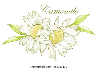 Hand made vector sketch of chamomile flowers