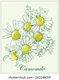 Hand made vector sketch of chamomile flowers.