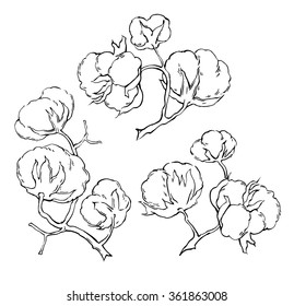 Hand made vector sketch of cotton plants. Cracked bolls on a cotton plant. Vector
elements for your design. Hand drawn botanical illustration.