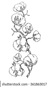 Hand made vector sketch of cotton plants. Cracked bolls on a cotton plant. Vector
elements for your design. Hand drawn botanical illustration.