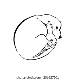Hand made vector sketch of dog made in vintage style