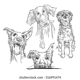 Hand made vector sketch of dogs