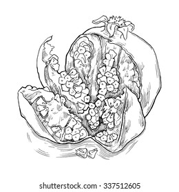 Hand made vector sketch of garnet made in vintage style.