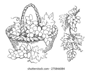 Hand made vector sketch of grape basket