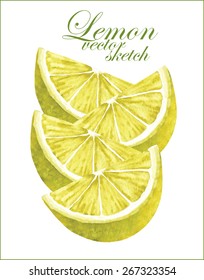 Hand made vector sketch of lemon and mint isolated on white background