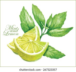 Hand made vector sketch of lemon and mint isolated on white background