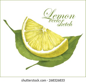 Hand made vector sketch of lemon and leaves