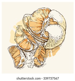 Hand made vector sketch of mandarine made in vintage style.
