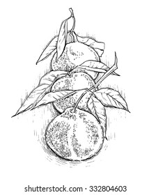 Hand made vector sketch of mandarins made in vintage style.