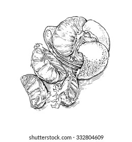 Hand made vector sketch of mandarins made in vintage style.