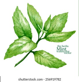 Hand Made Vector Sketch Of Mint Branch