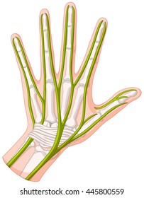 Hand nerve in close up illustration