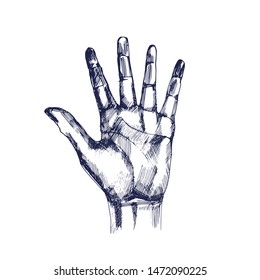 hand , open palm ,gesture ,hand drawing, isolated on white background vector