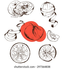 Hand paint orange sketch. Vector illustration