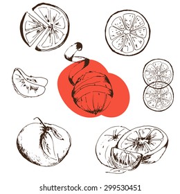 Hand paint orange sketch. Vector illustration