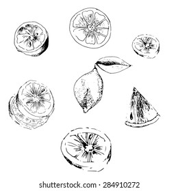 Hand paint set of lemon sketch. vector illustration