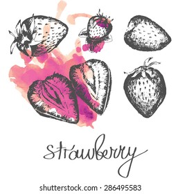 Hand paint strawberry sketched set. Vector illustration. Could be used for template, pattern, wallpaper, background