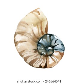 Hand paint watercolor seashell. Nautilus vector illustration